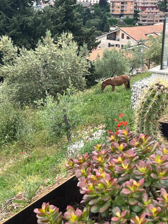 Zahrada ubytování Villa Allegrini