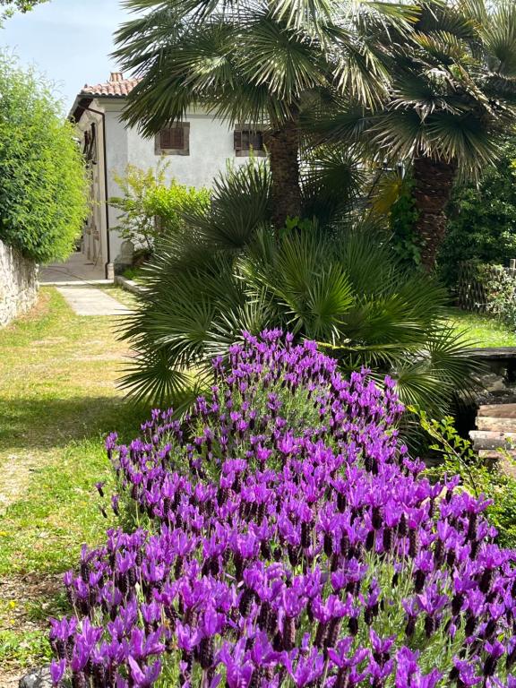 Zahrada ubytování Villa Allegrini