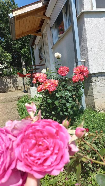 a bunch of pink roses in front of a house at ꕤ Comfy Home ꕤ - Make yourself at home in Belgrade