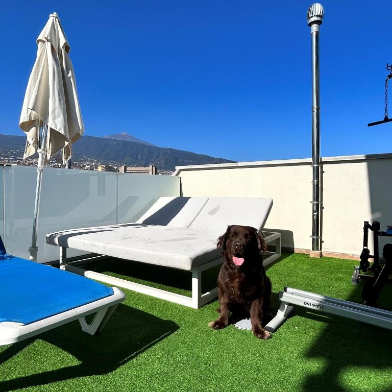 Fotografie z fotogalerie ubytování Puerto Azul v destinaci Puerto de la Cruz