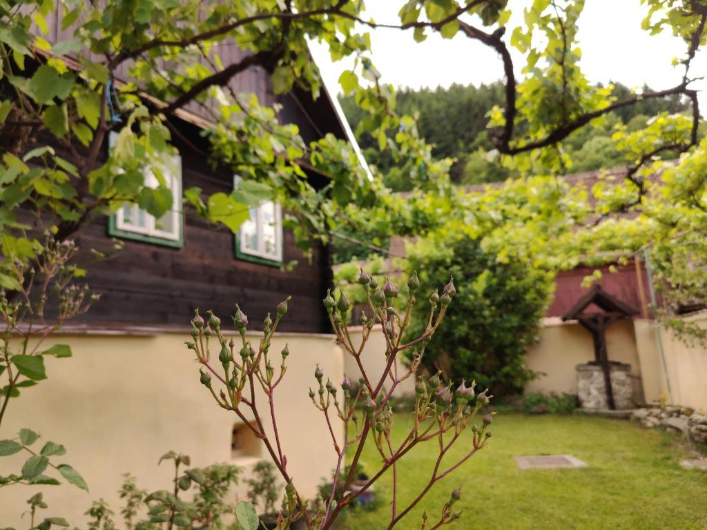 una casa con ventanas verdes y patio en Casa Florica wooden house, en Gura Rîului