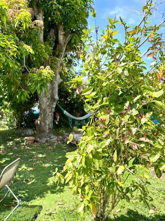 Zahrada ubytování La Maison Créole du Flamboyant - Proche des Plages