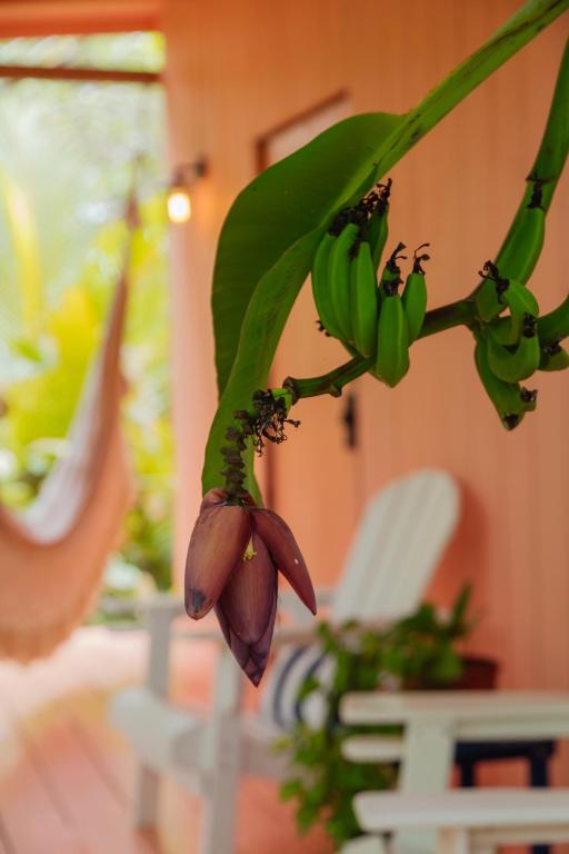 Zahrada ubytování Solea Villa Tropical