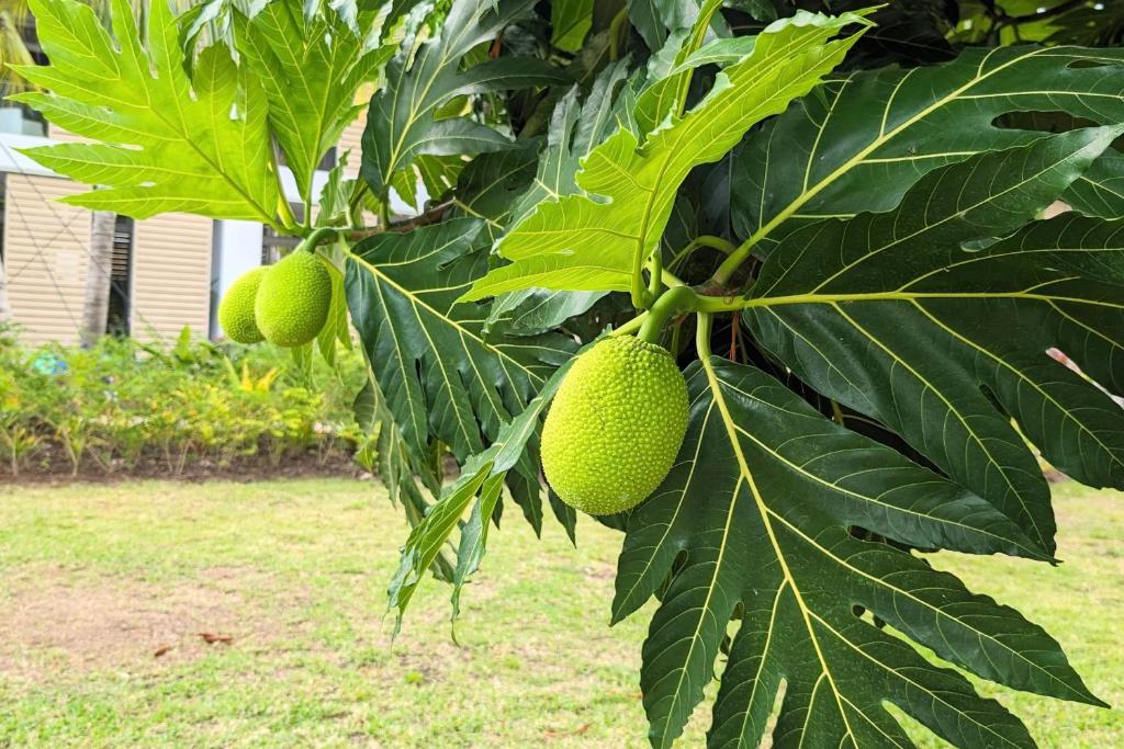 Tehani Beach - photo 12 - Tahiti, Polynésie