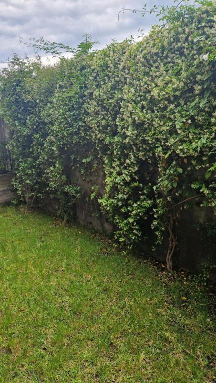 una cerca con un arbusto con hierba verde en Da Tiffany, en Giarre