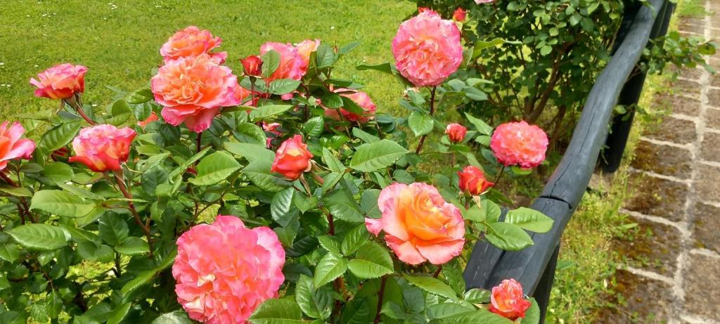 Ein Haufen rosa Rosen im Garten in der Unterkunft Locanda Rosati in Orvieto