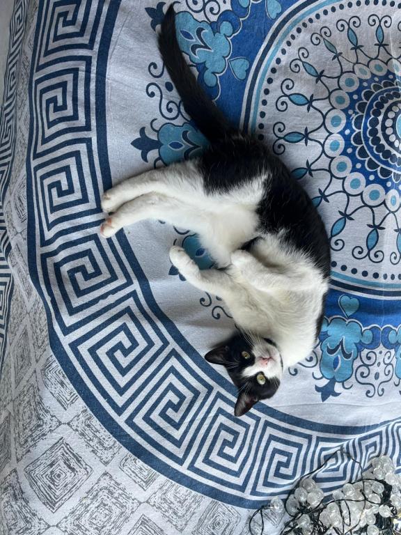 Domácí mazlíčci ubytovaní s hosty v ubytování Cat’s House- Dům u třech koček