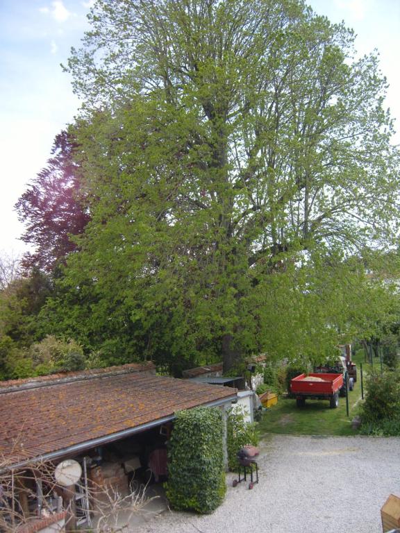 a large tree in a yard next to a house at Le vieux tilleul in Fère-en-Tardenois