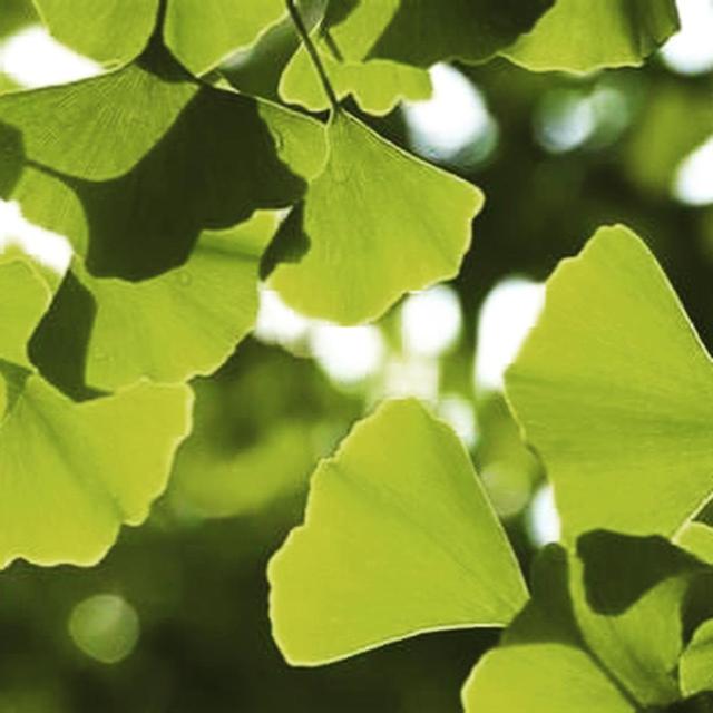 Zahrada ubytování Le Grand Arbre