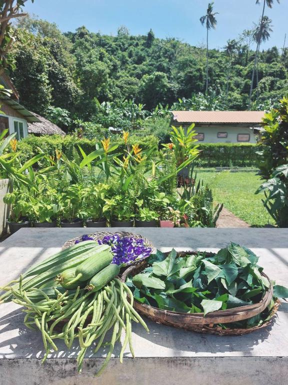 Zahrada ubytování Samui Camping Farm