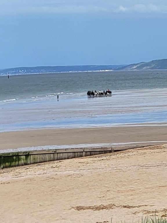 un groupe de chevaux se promenant sur la plage dans l'établissement De la mer, à Colleville-Montgomery