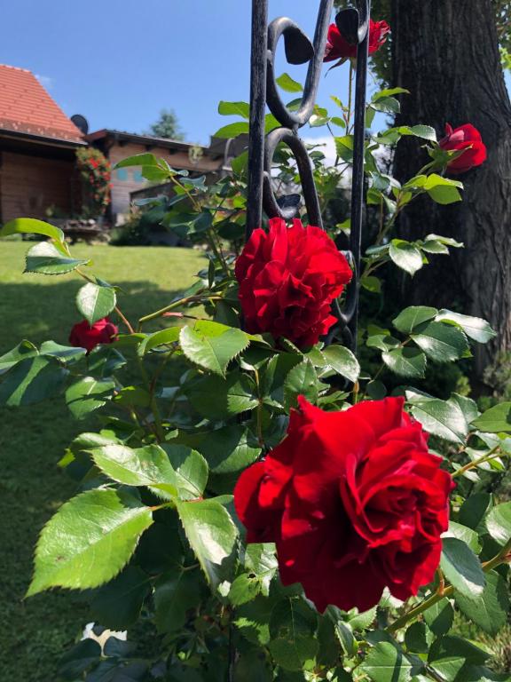 Aed väljaspool majutusasutust Weingut & Gästezimmer Weißenbacher