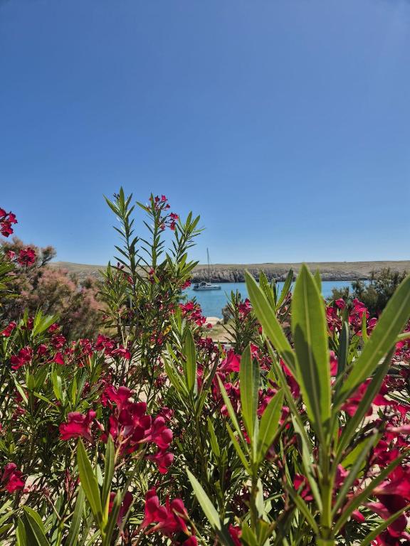 a bush with pink flowers and a bridge in the background at Apartment Perla in Dinjiška