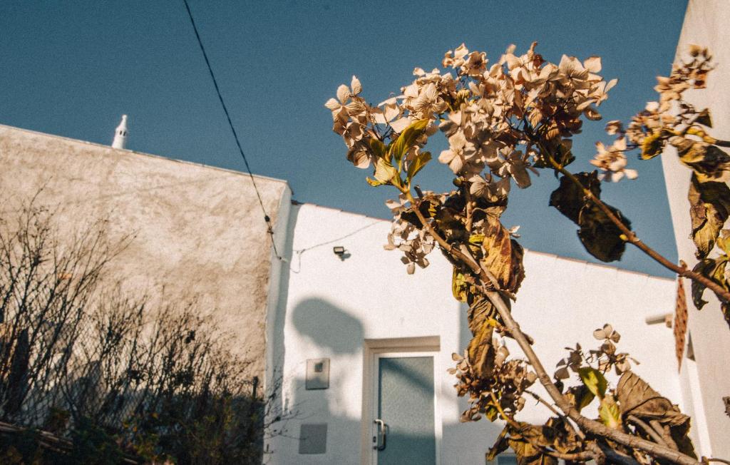 Billede fra billedgalleriet på Casa da Figueira - Guest House i Figueira