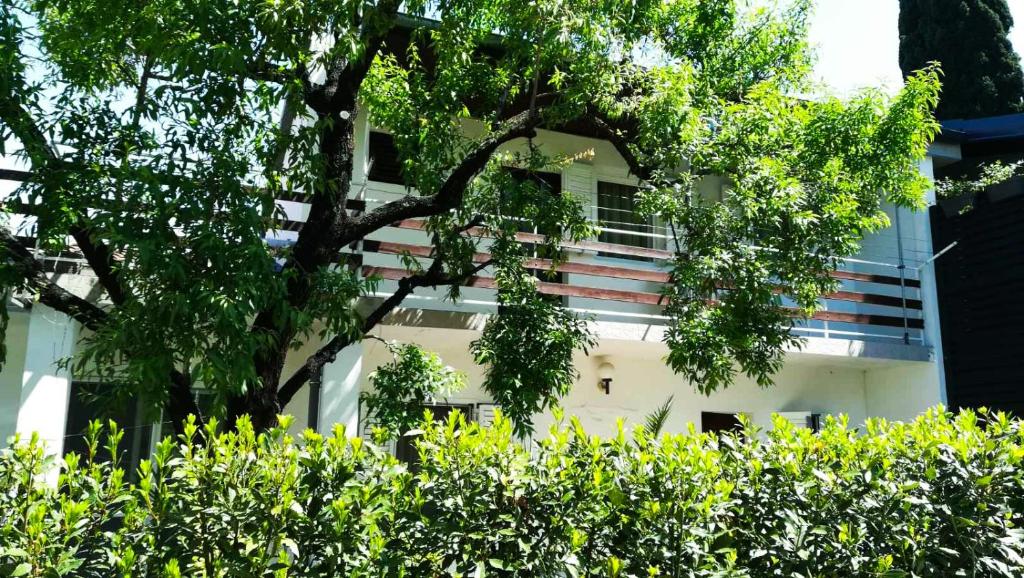 Zahrada ubytování Felix Apartment Biograd