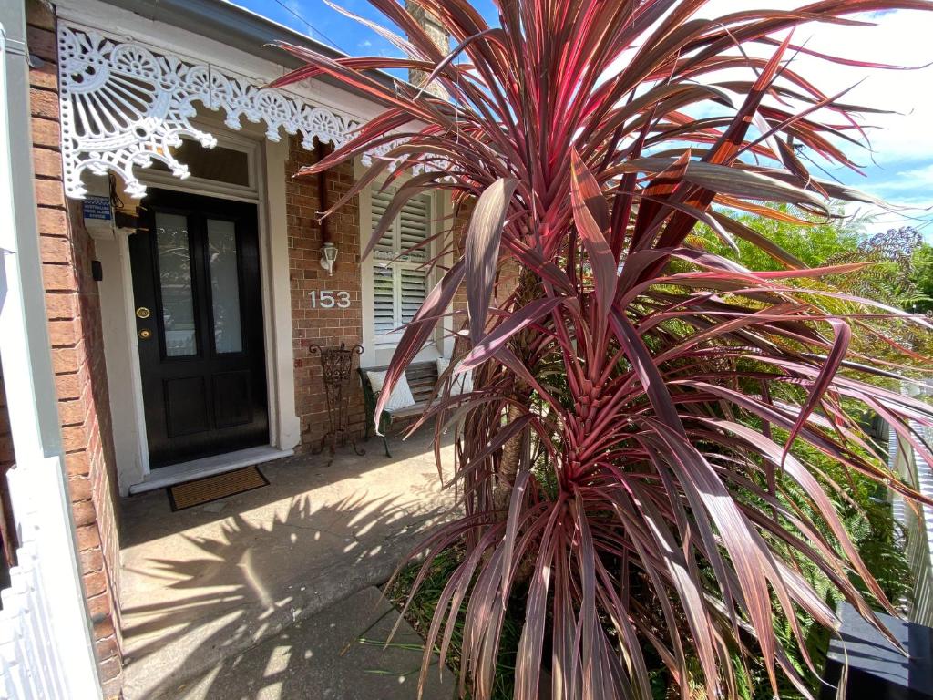 a large plant in front of a house at The Edward Townhouse 153 - Tastefully Styled in Orange