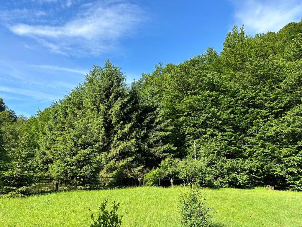 un champ vert avec un arbre au loin dans l'établissement Cottage by the river Valea Draganului, à Poeni