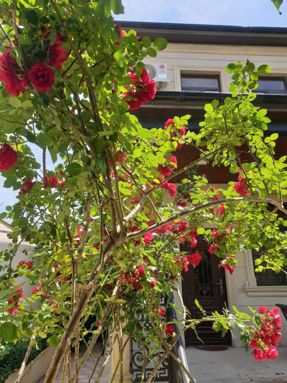 a tree with red flowers in front of a house at Green Garden Shuvelan in Baku
