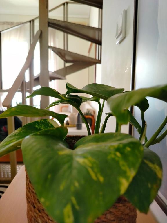 Foto sihtkohas Kassándria asuva majutusasutuse Dionysus View galeriist