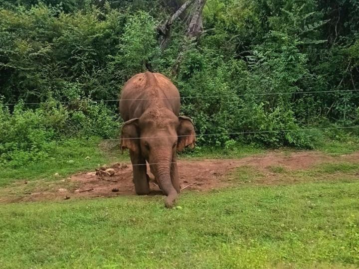 Un piccolo elefante che cammina lungo una strada sterrata di Jungle Lodge a Udawalawe