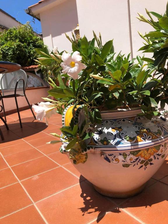 Zahrada ubytování Syrene Suites Sorrento