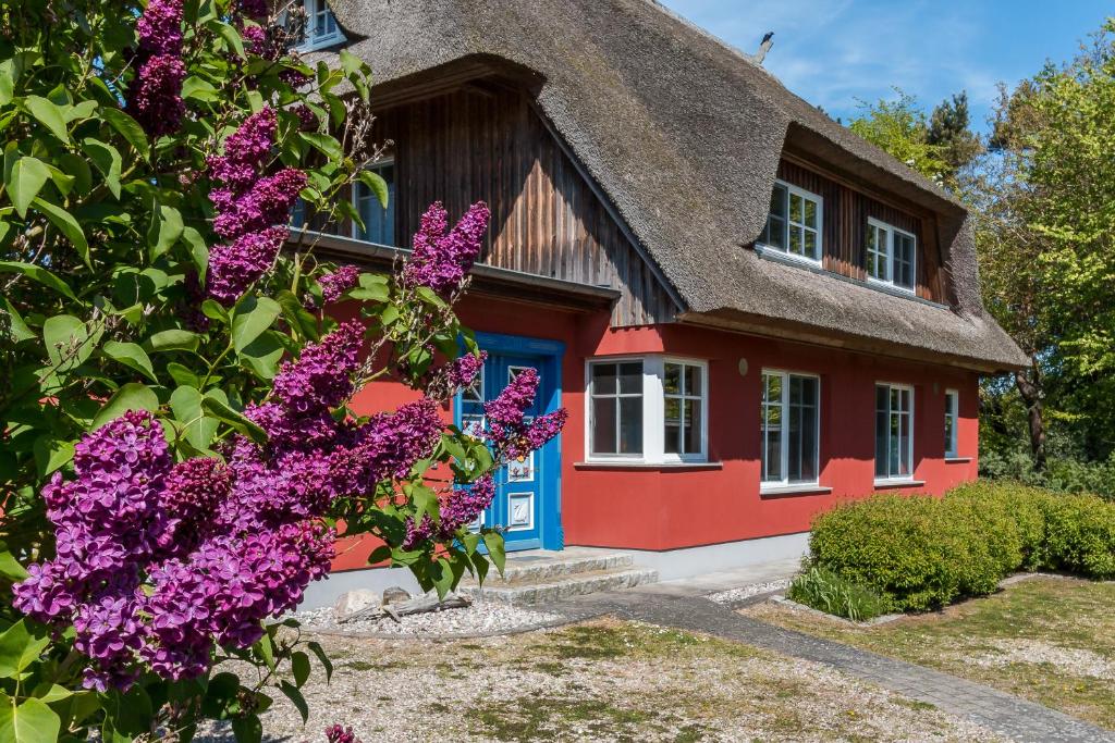 a house with a thatched roof with purple flowers at An den Boddenwiesen 02 in Wieck