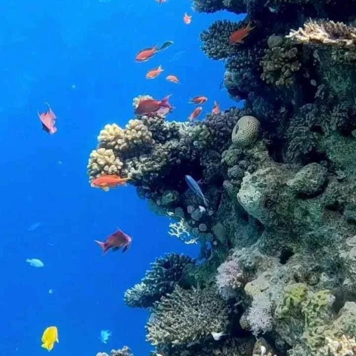 Fotografie z fotogalerie ubytování Sharm Hills Resort v destinaci Sharm El Sheikh