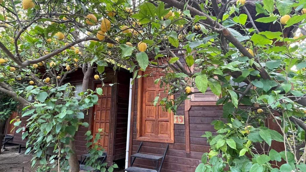 an entrance to a house with an orange tree at Olympos Varuna Bungalows in Olympos
