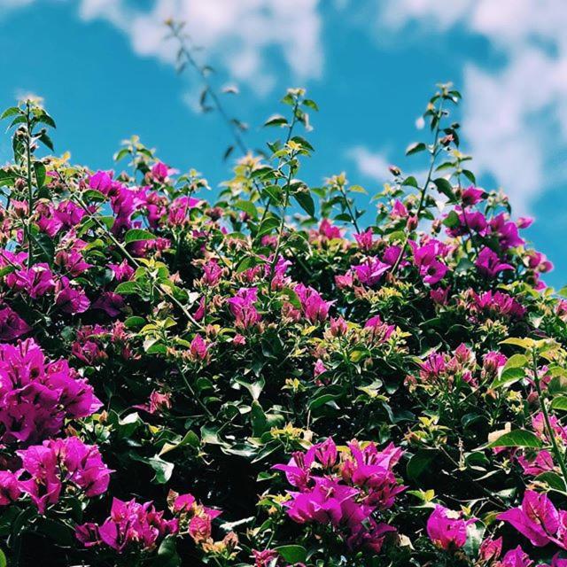 a bush of purple flowers with a blue sky in the background at Apartamentos Borda D´Agua in Albufeira