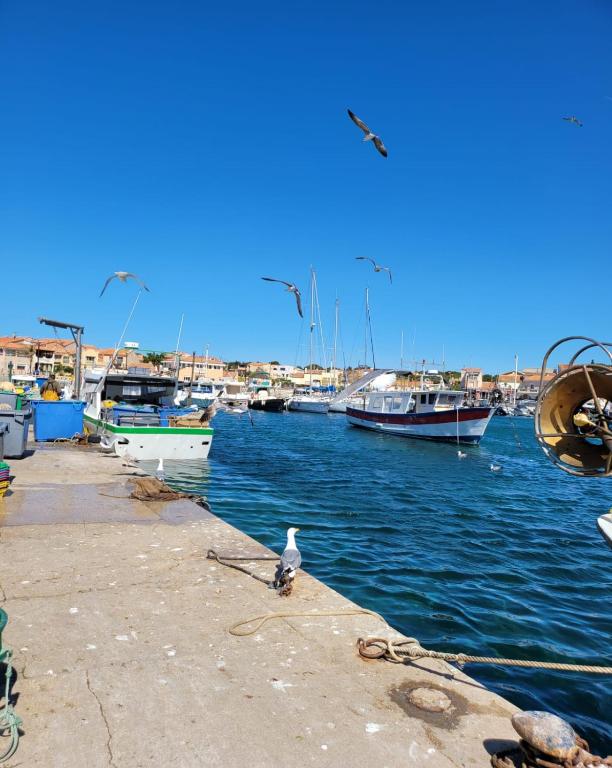 un oiseau assis sur un quai avec des bateaux dans l'eau dans l'établissement Appartement de la Côte bleue, à Martigues