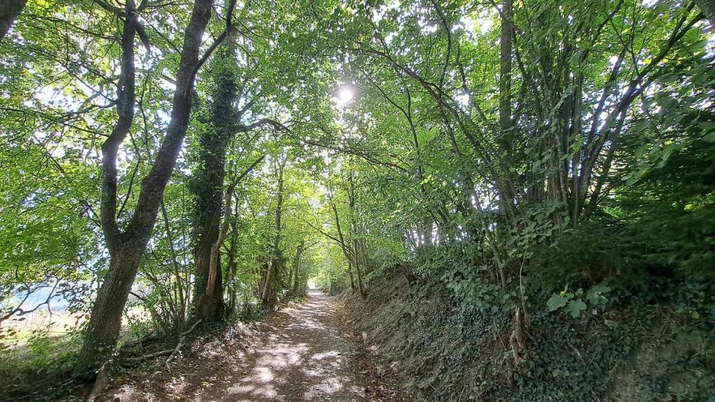 a dirt path through a forest with trees at Chalet Diognysos B&B, Boutique Hotel & Wellness in Crans-Montana