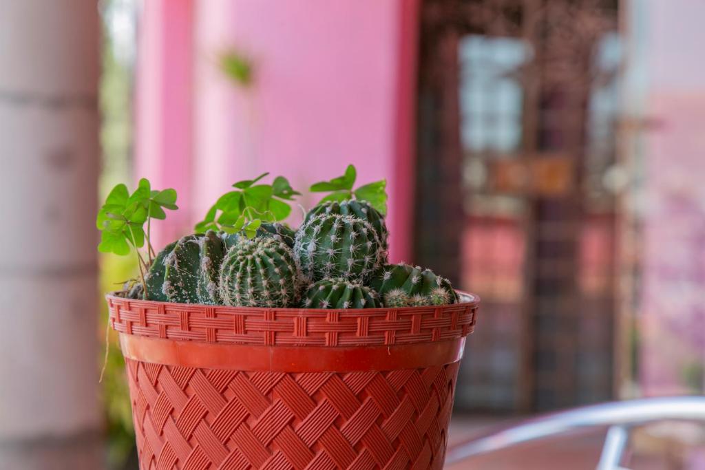 Fotografie z fotogalerie ubytování Hotel Chocolate Suites v destinaci Guanajuato