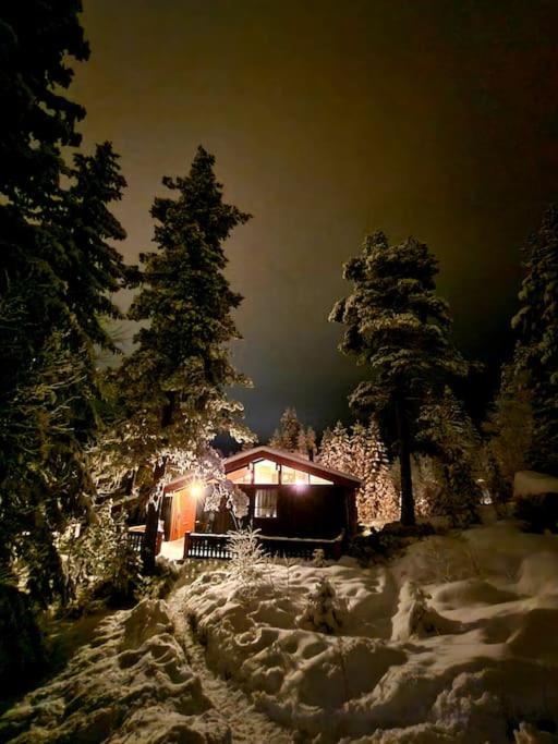 a cabin in the snow at night with lights at Koselig fjellhytte i Trysil Ski & Turmuligheter in Trysil