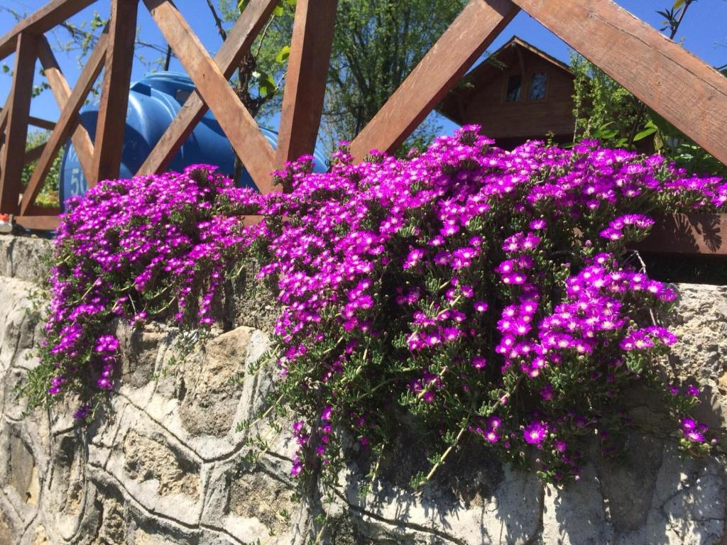 Ein Haufen lila Blumen an einer Steinmauer in der Unterkunft ISABELLA Kırsal Yaşam Evi in Fatsa