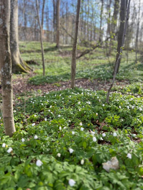 Ewa & Maude Hotel - Resim 30