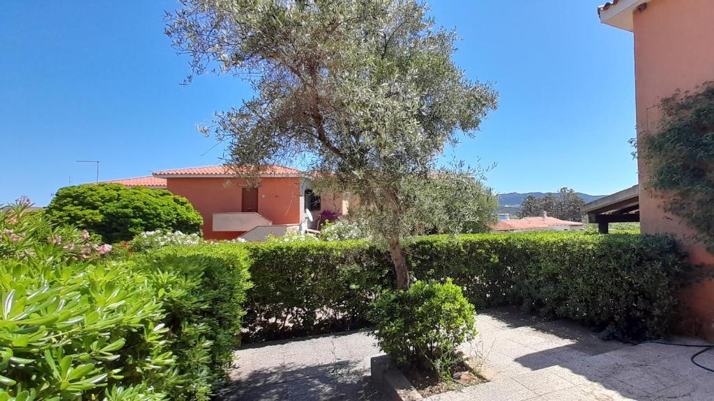 Appartamenti Cannigione La Conia - Appartement 2 Chambres - Rez-de-Chaussée