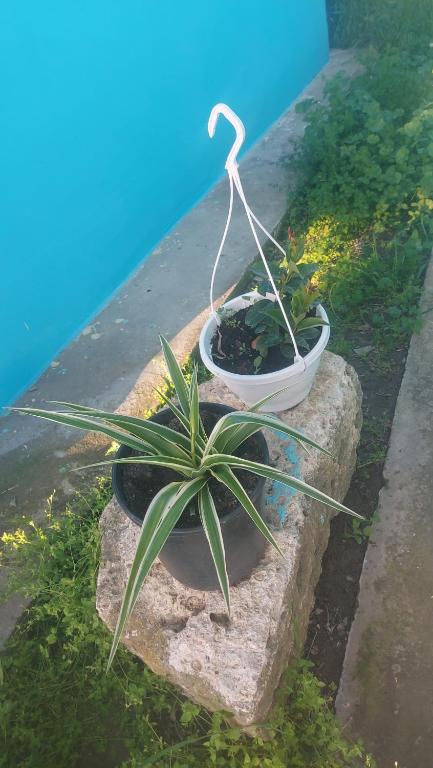 Zahrada ubytování La Olteanu