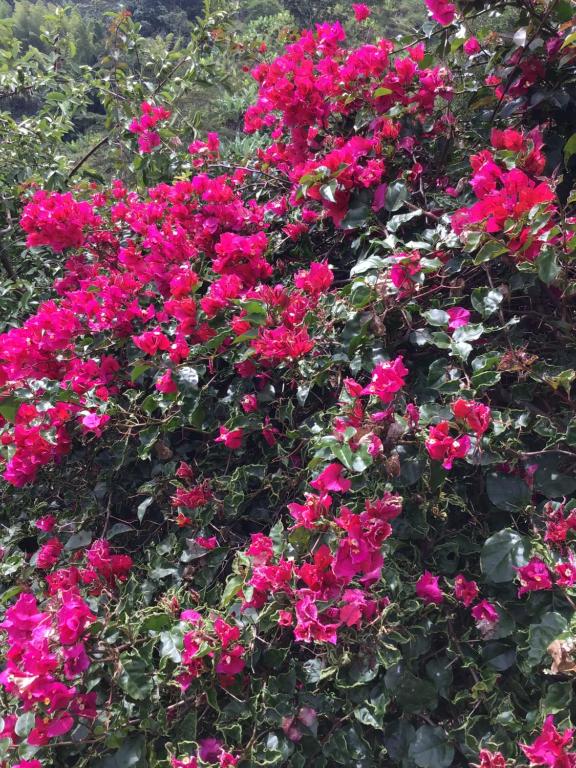 Galeriebild der Unterkunft Shalom in Neira