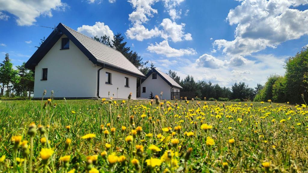 pole żółtych kwiatów przed białym domem w obiekcie Na Zaciszu w mieście Cierzpięty