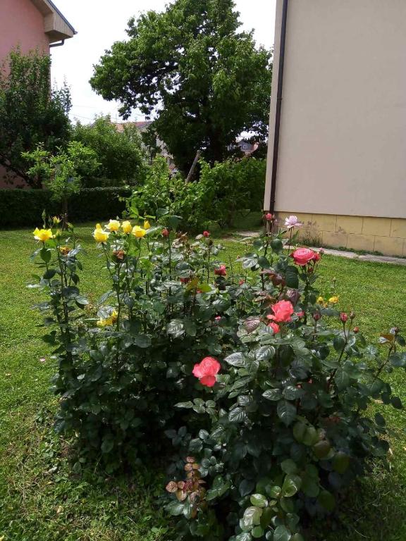 Zahrada ubytování Apartmani Filip