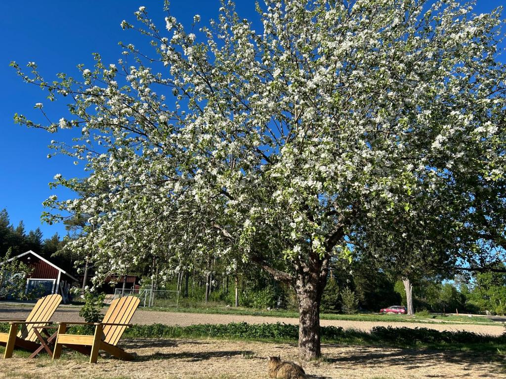 Zahrada ubytování Annas B&B