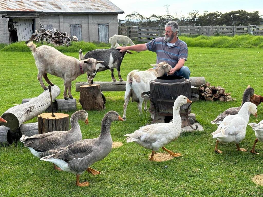 een man naast een groep eenden en kippen bij Bush Retreat Farm Stay 2 BR in Gelliondale