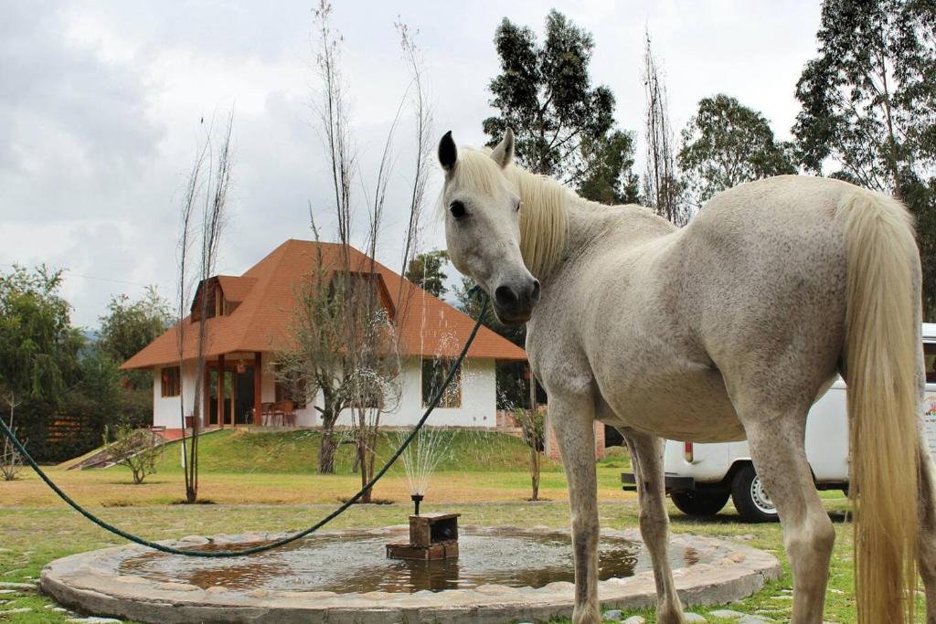 a white horse standing in front of a house at Casa Ecológica Al Pie Del Volcán in Otavalo
