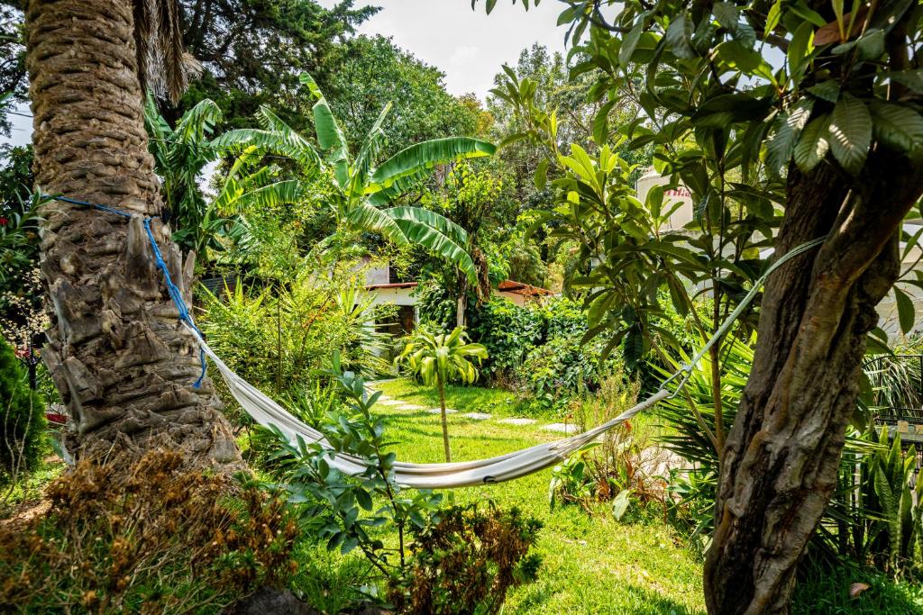 una hamaca atada a un árbol en un jardín en Casa Amaranto, en Panajachel