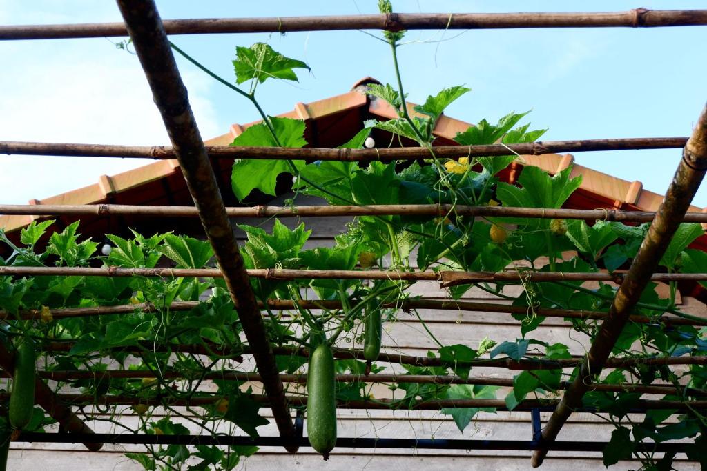 Fotografie z fotogalerie ubytování Pine Peak Bao Loc v destinaci Ấp Thánh Hương
