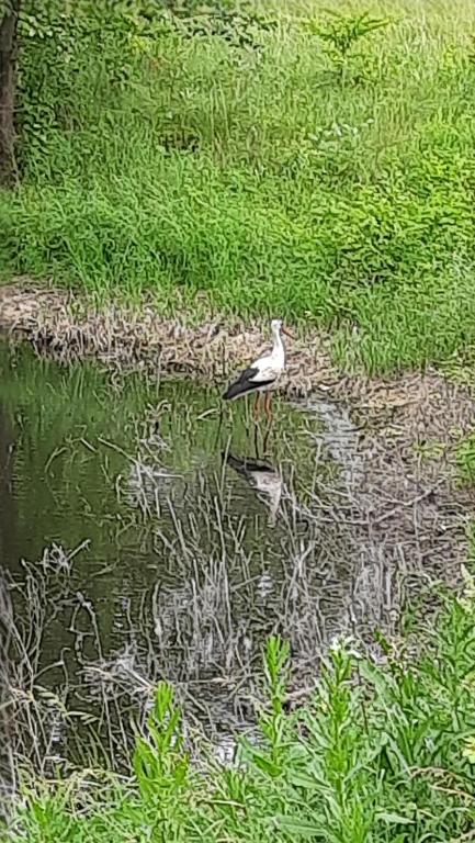 Příroda nedaleko kempu