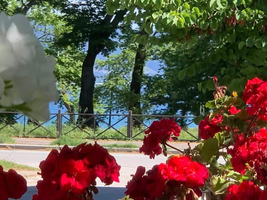 a bunch of red flowers in a vase next to a street at Yalos Studio in Stavros
