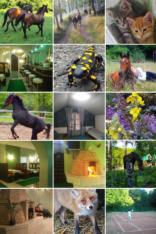 a collage of photos of animals and houses at Mathias Lovasudvar in Kemence