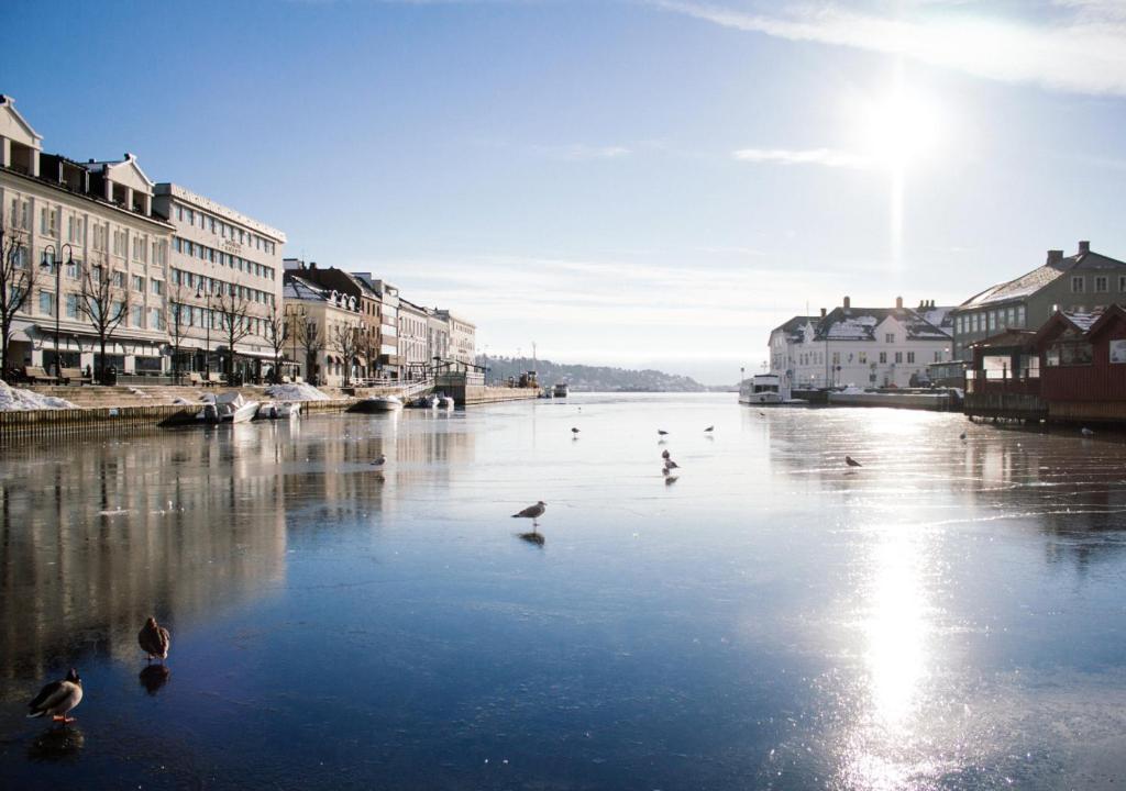 a group of ducks swimming in a river with buildings at Just Sleep Arendal in Arendal
