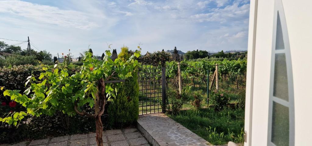Zahrada ubytování Bella Vita Ariccia